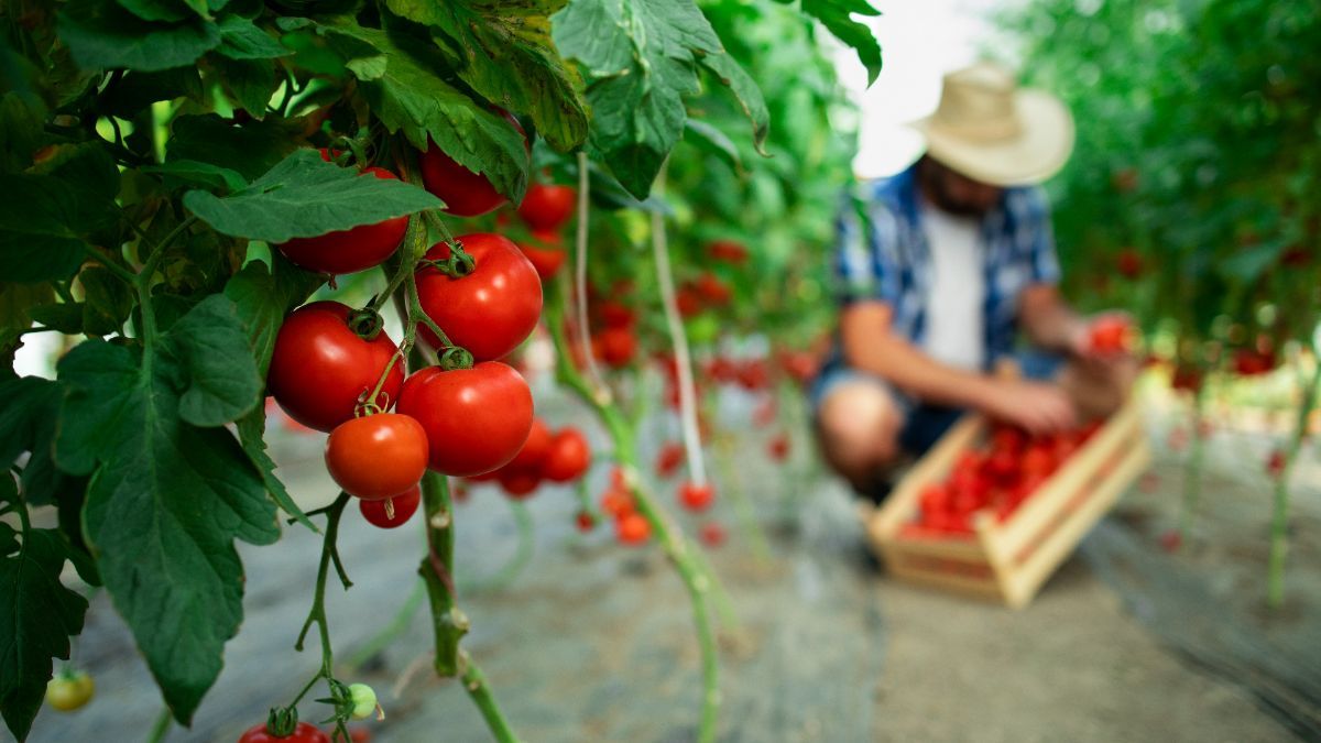 Чем подкормить помидоры во время цветения - простые средства - Lifestyle 24